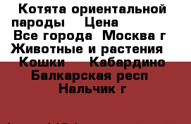 Котята ориентальной пароды  › Цена ­ 12 000 - Все города, Москва г. Животные и растения » Кошки   . Кабардино-Балкарская респ.,Нальчик г.